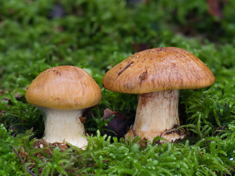 Cortinarius elegantior